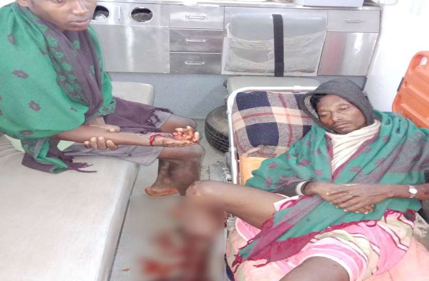 Injured father-son पिता-पुत्र और 2 भालुओं के बीच जंगल में 20 मिनट तक हुई लड़ाई, ऐसे बचाई एक-दूसरे की जान