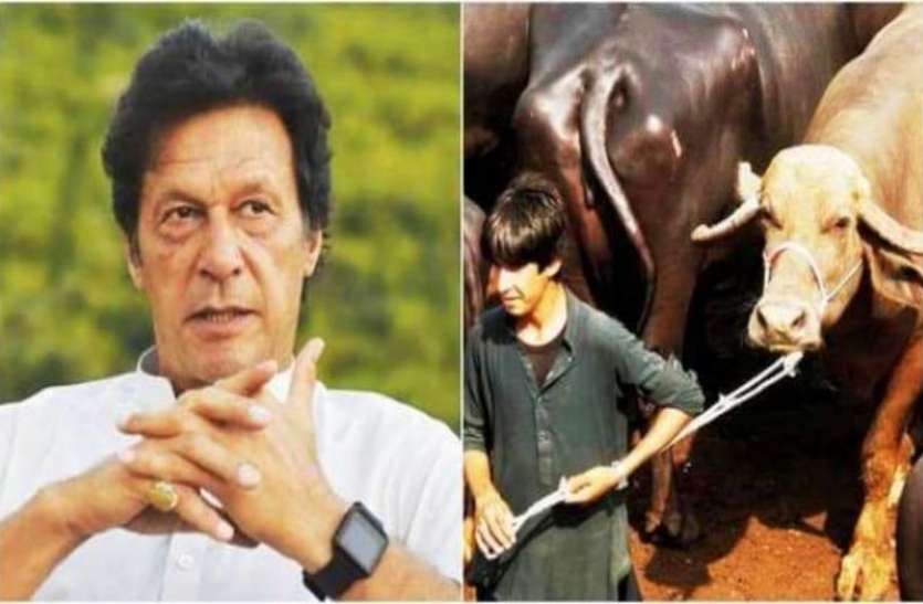 pm imran पीएम इमरान पाक के सरकारी खजाने को भरने के लिए करेंगे भैंसों की नीलामी