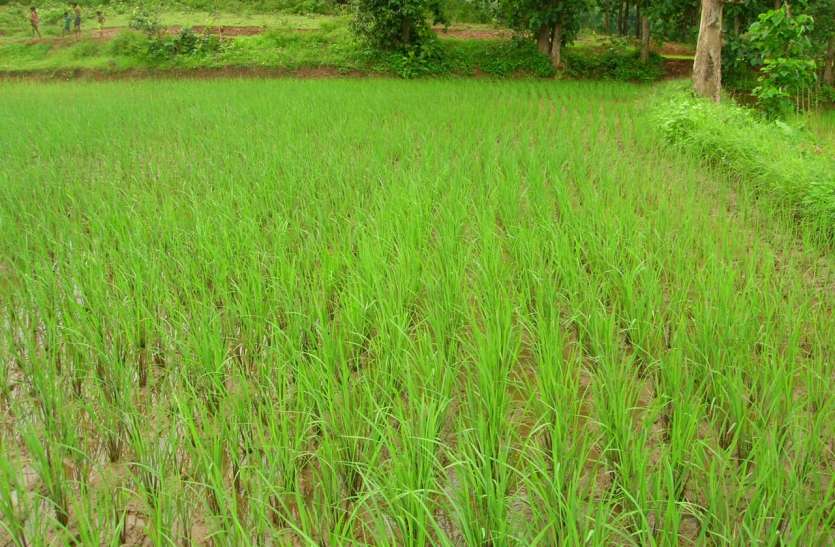 तापमान बढऩे व उमस से लोग हलाकान मानसून कमजोर, थमी बारिश, खेती के लिए बना उपयुक्त माहौल