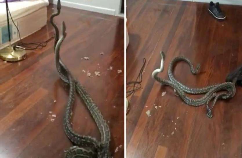 snakes जब सांप के लिए घर के अंदर हुआ दो अजगरों का दंगल, वायरल हो रहा वीडियो