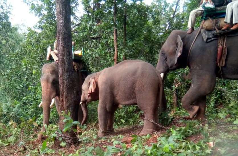 elephent छत्तीसगढ के उत्पाती हाथियों ने मध्यप्रदेश के अफसरों की उडाई नींद