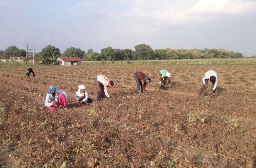 Start harvesting फसल कटाई शुरू, नुकसानी के सर्वे का ठिकाना नहीं, किसान असमंजस में