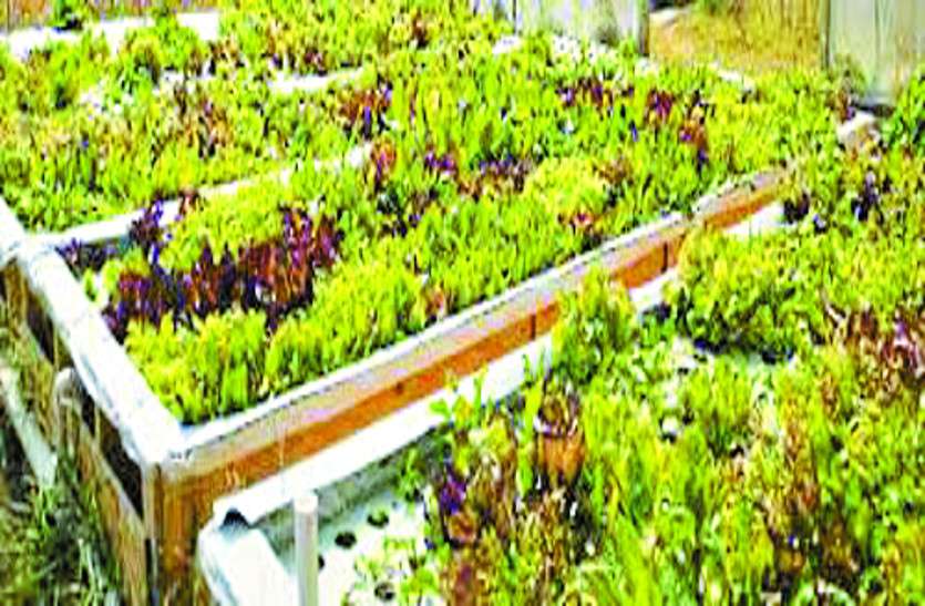 vegetables किसानों को कम दाम में मिलेंगे सब्जी के पौधे, यहां शुरू हुआ वेजिटेबल प्रोटोटाइप मिनी सिडलिंग यूनिट