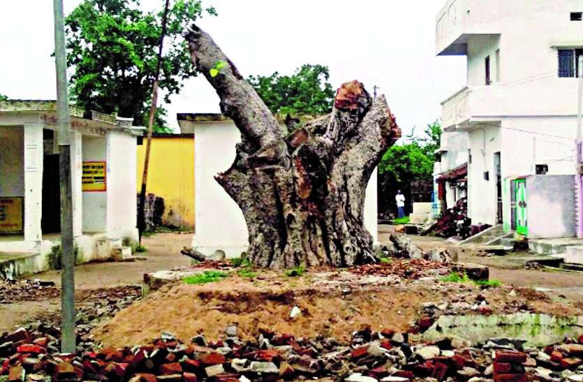 system मटिया वार्ड में बगैर अनुमति बरगद की बली, धड़ल्ले से काटे जा रहे हैं पेड़