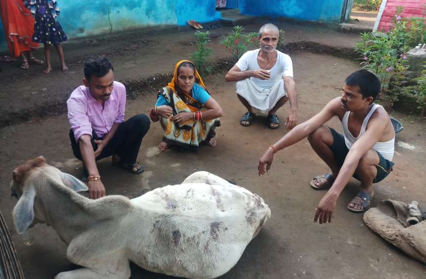 Dreaded animals are living in panic of Tandua खूंखार जानवर तेन्दुआ की दहशत में जी रहे ग्रामीण