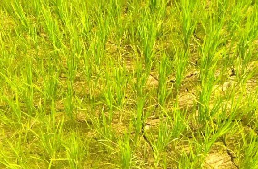 Sukha Rahat Rashi in satna Madhya Pradesh मध्यप्रदेश: सूखा राहत से वंचित 50 हजार किसान, 21.92 करोड़ का भुगतान बकाया