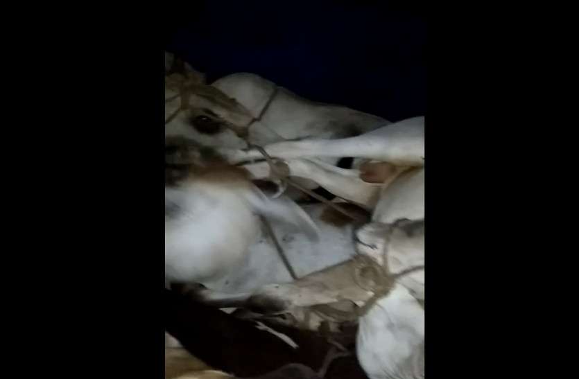 smugglers left vehicle full of cows in Alwar पिकअप में रस्सियों से बुरी तरह बांध ले जाया जा रहा था गोवंश, ग्रामीणों के रुकवाने पर गाड़ी छोड़ भागे तस्कर