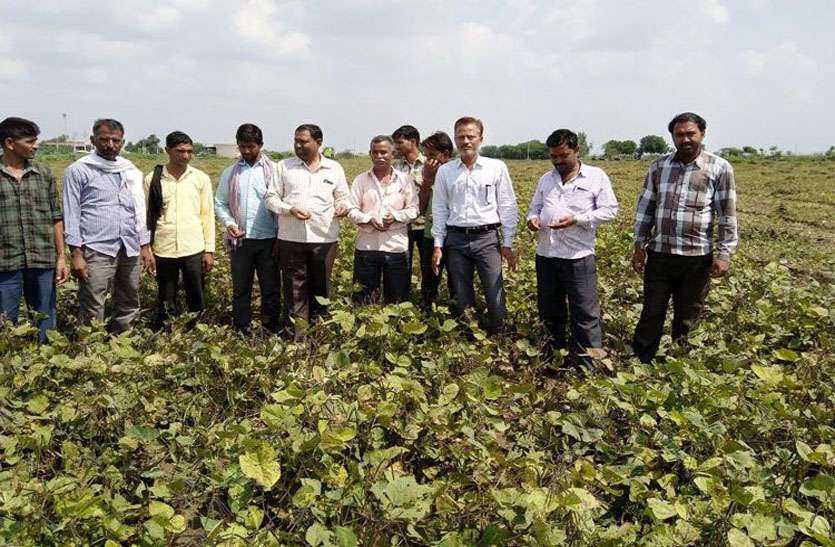 Moong crop मालपुरा के खेतों में मूंग की फसल का जायजा लेते कृषि अधिकारी