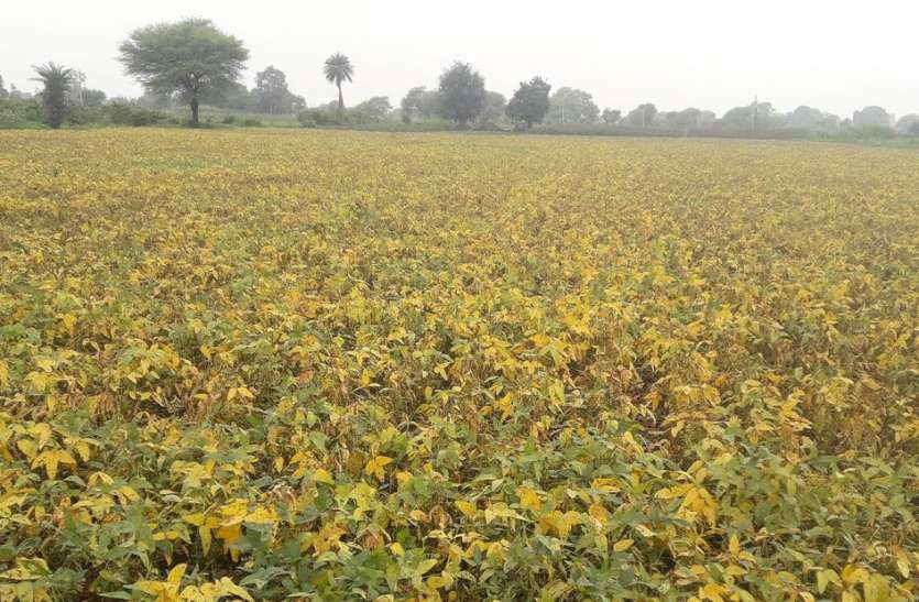 patrika पीली पड़ गई सोयाबीन फसलें, महंगी कीटनाशक भी नहीं कर रही असर