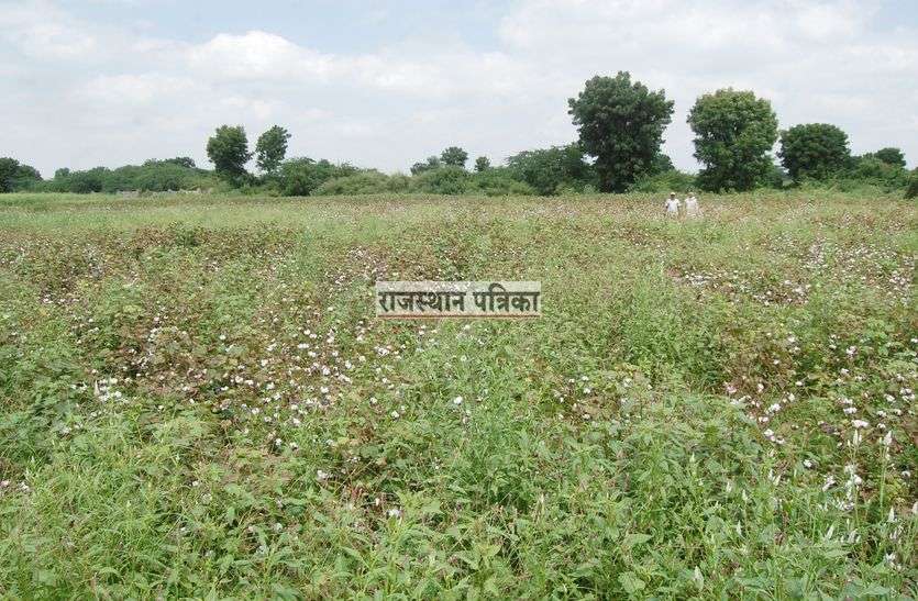 Fraud with farmers in pali खेतों से थी सोने की आस, मगर किसानों की मिली निराशा