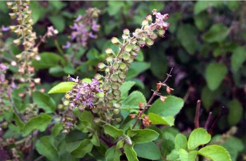 tulsi totka