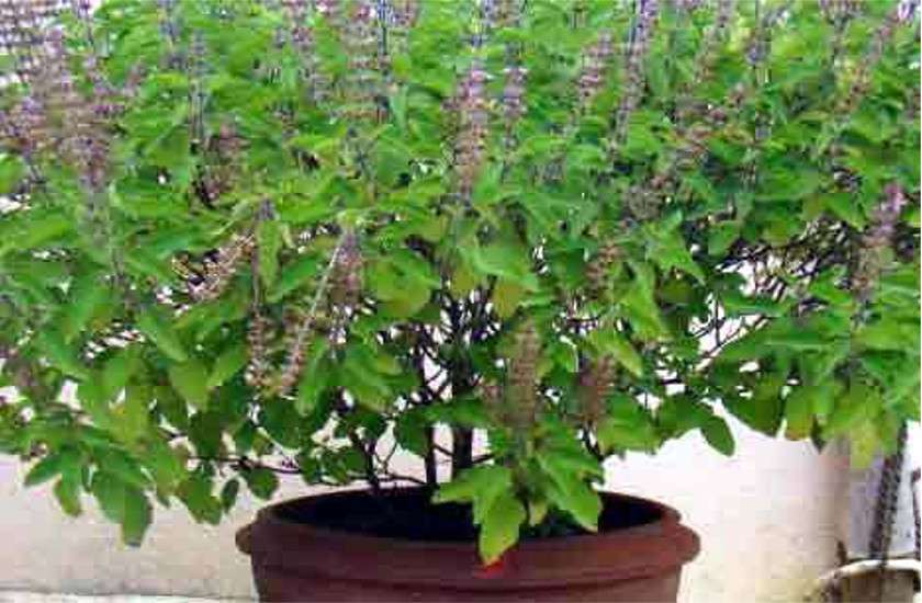 tulsi totka