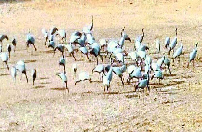 kurja in khichan पारा उतरने के साथ बढ़ेगी कुरजां की तादाद
