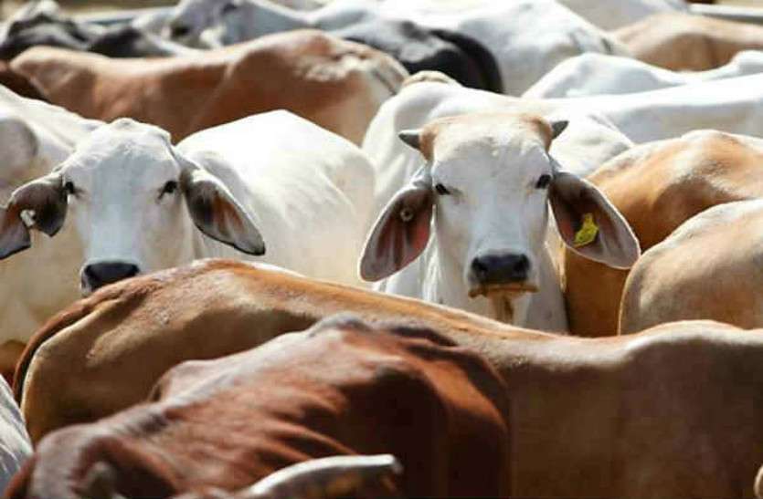 news घर के आगे पशु के उपचार की सुविधा, फिर भी रुचि नहीं लेते पशुपालक