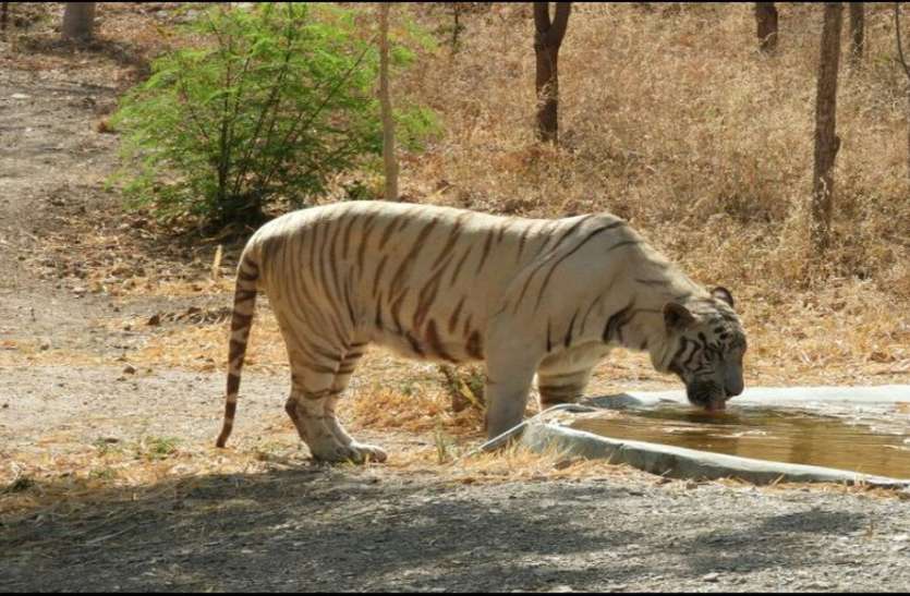 white tiger rama चेन्नई से दो साल पहले लाए सफेद बाघ रामा की उदयपुर में मौत