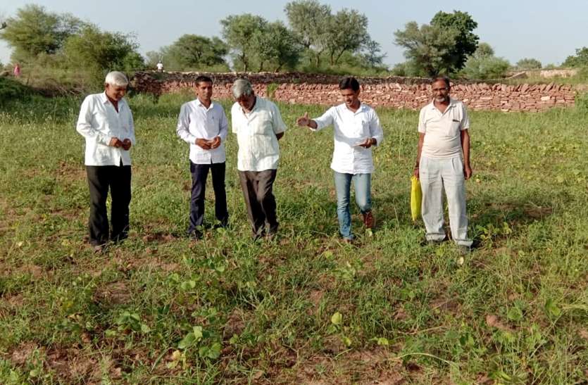 Patwari to reach in fields खराब फसलों की सुध लेने खेतों में पहुंचने लगे पटवारी