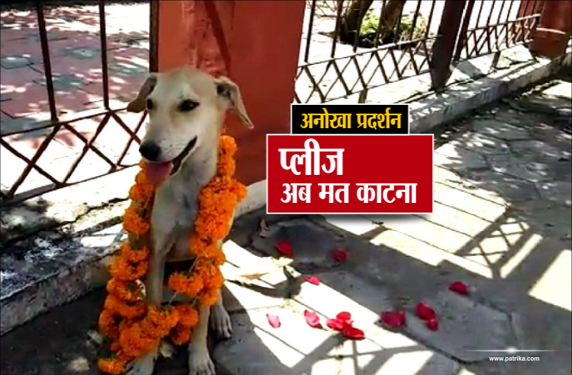 dog अनोखा प्रदर्शनः कुत्तों को पहनाई फूलों की माला, कहा- अब किसी को मत काटना