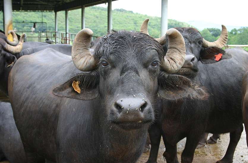buffaloes प्रदेश में भैंस पालन प्रमुख पशुपालन व्यवसाय के रुप में उभरा: डॉ. दहिया