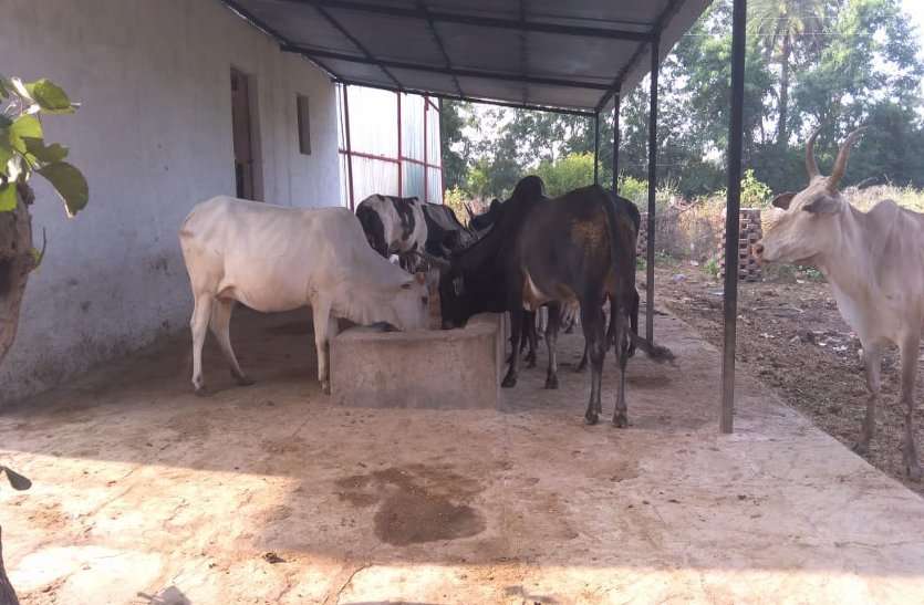 Youth working to protect cows कोई घायल गौ-वंश का कर रहा इलाज तो कोई दे रहा छाया और चारा-पानी
