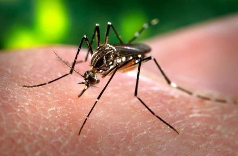 dengue राज्य में तेजी से पैर पसार रहा डेंगू : 2403 पहुंची मरीजों की संख्या
