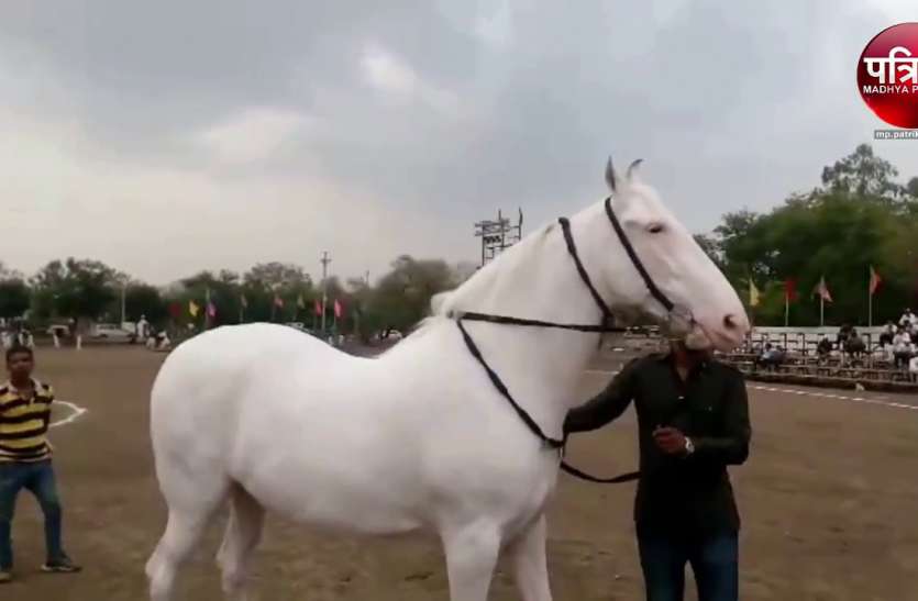What kind of sickness was there in horses that stopped at the fair घोड़ों में एेसी क्या बीमारी हुई जो मेले में जाने पर लगी रोक