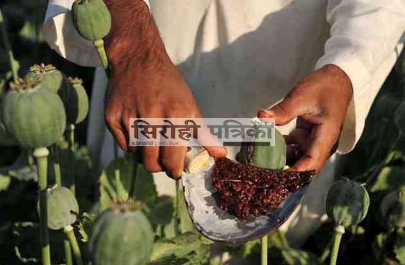 sirohi 700 ग्राम अफीम बरामद, एक आरोपी गिरफ्तार, प्रकरण दर्ज कर जांच की शुरू