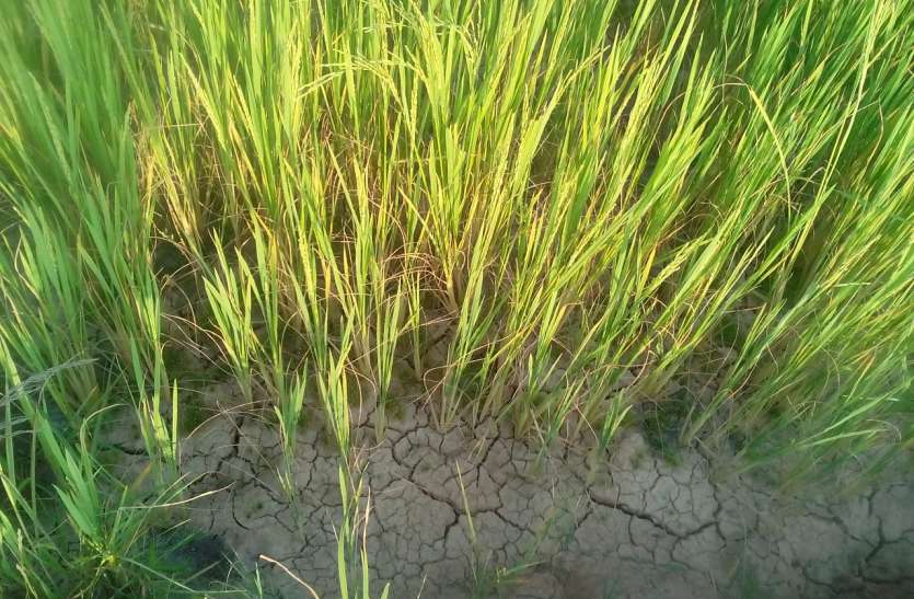 Drought worries: Rain drops of rain from the sky, dark clouds disappea सूखे की चिंता: आसमान से टपकी चंद बारिश की बूंदे, शाम को काले बादल हुए गायब