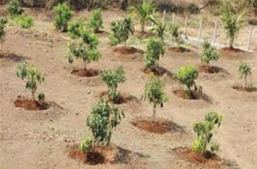 vriksharopan अब नही चलेगा कोई बहाना, वृक्षारोपण को लेकर शासन ने लिया बड़ा फैसला, रूपरेखा तैयार