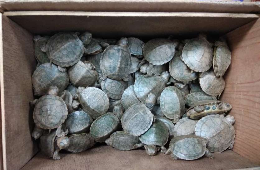seized,Turtles,smuggle, बैंकॉक से तस्करी कर लाए गए २३०० जीवित कछुए चेन्नई एयरपोर्ट पर जब्त