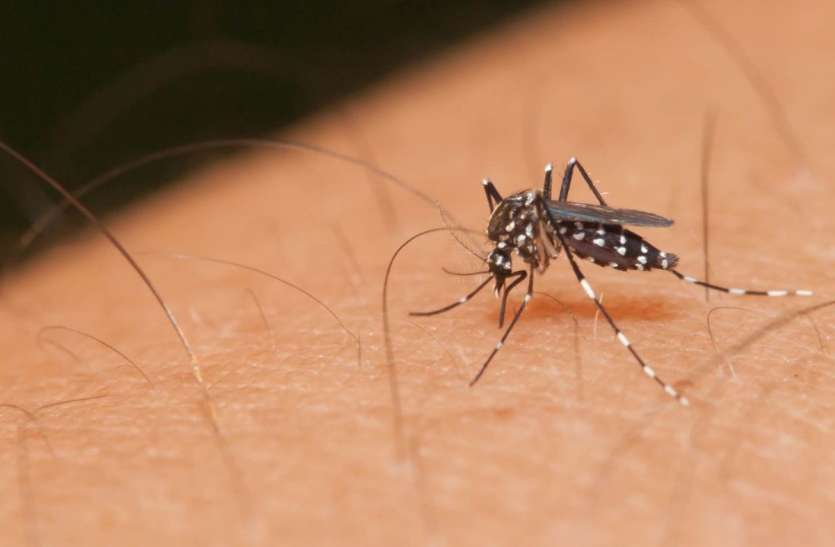 Zika एक दिन में 15 लोगों को काट सकता है जीका का एडीज मच्छर