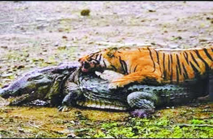 machli एक बार फिर से सुर्खियों में रणथम्भौर ‘क्वीन‘, नक्शे में ढलेंगे ‘मछली’ के जीन
