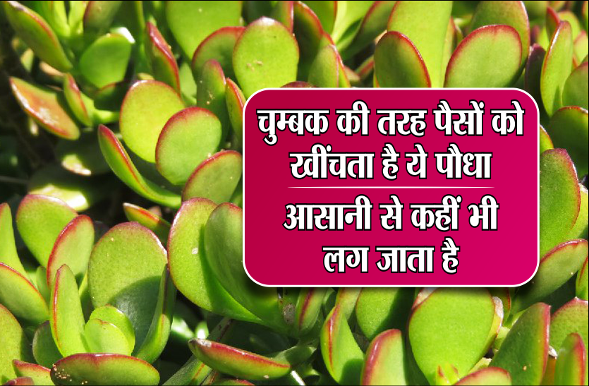 money tree चुम्बक की तरह पैसे खींचता है ये पौधा, घर में केवल एक बार लगाएं और देखें चमत्कार