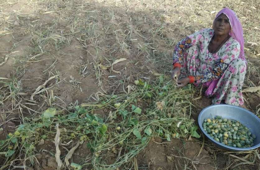 सूखी और हरी सब्जी में उपयोगी है काचरा सूखी और हरी सब्जी में उपयोगी है काचरा