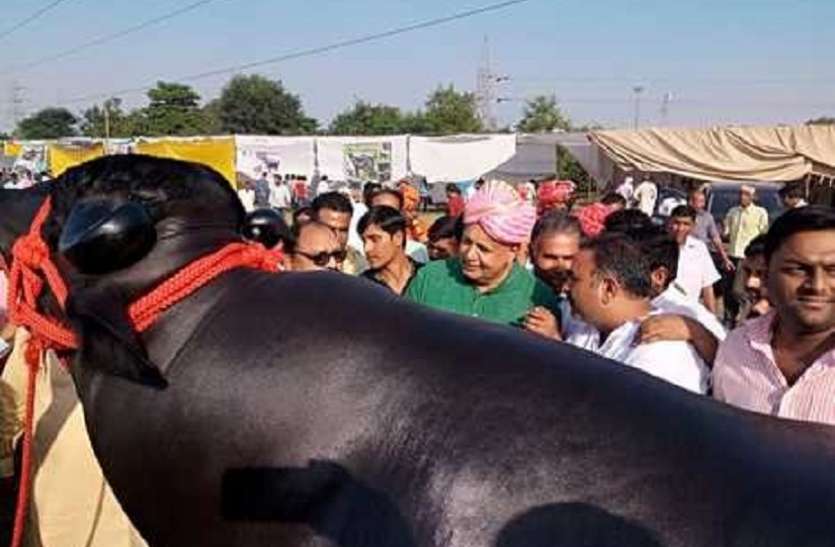 Yuvraj Bhainsa अजब-गजब: मंत्रियों से ज्यादा है इस भैंसे की सिक्योरिटी, वजह जानकर उड़ जाएंगे आपके होश