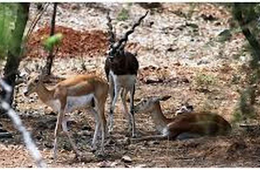 Biological park बजरी ने रोका बायोलॉजिकल पार्क का निर्माण