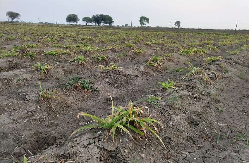 baran सफेद मूसली करेगी किसानों को सरसब्ज
