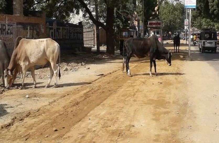 churu nagar parishaD NEWS जिंदगी भर का दर्द दे रही परिषद की नाकामी, कर रहे कागजी खानापूर्ति