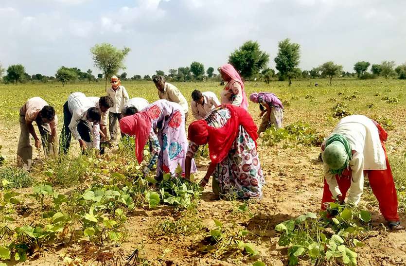 farmer in filed खेतों में अब बची-खुची 'उम्मीदोंÓ को समेटने में जुटे किसान