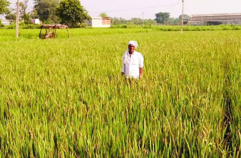 Preparation Of Paddy Crops Purchase Completed In Cg - छत्तीसगढ़ में धान  खरीदी की तैयारी पूरी, पंजीकृत किसानों को जारी हुए ATM | Patrika News