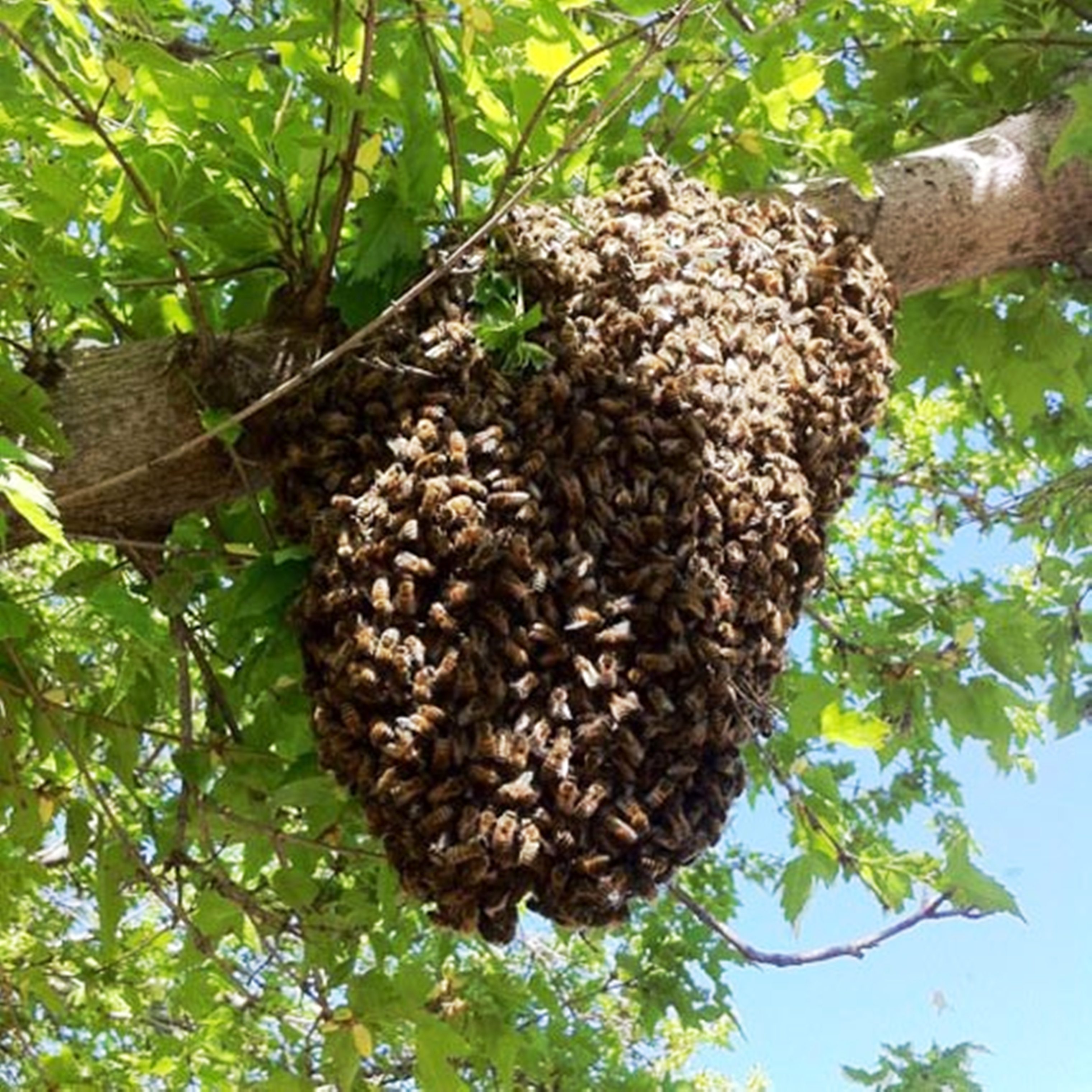 Видеть во сне рой пчел. Пчелиный Рой. Ульи Bee Swarm. Рой ОС на дереве. Гриб похожий на Рой пчел.