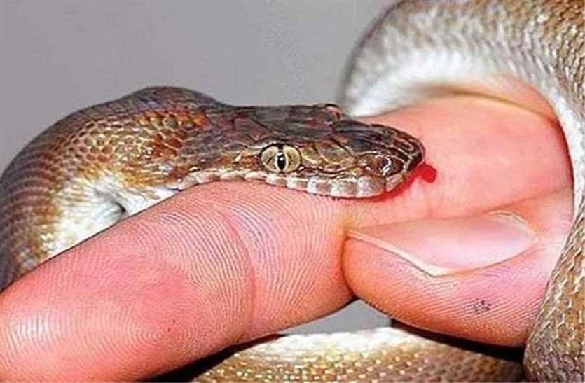 death-of-the-young-man-and-the-innocent-by-snakes झाड़-फूंक के चक्कर में कर दी देर, जहर फैलने से मासूम और युवक की मौत