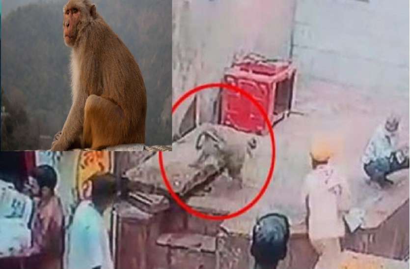 monkey snatches snake from snake charmers hand सपेरे के हाथ से सांप छीनकर भागा बंदर, फिर जो हुआ उसके बारे में कल्पना भी करना है मुश्किल
