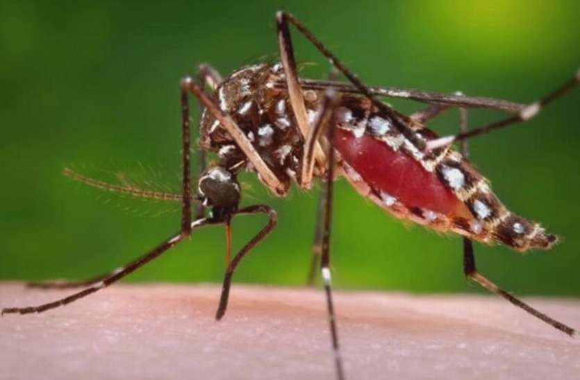 Dengue mosqeto डेंगू ने परिवार को लिया चपेट में, एक की मौत