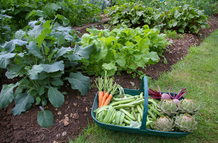 Grow winter vegetables home garden | घर की क्यारी में उगाएं सर्दी की सब्जियां | Patrika News