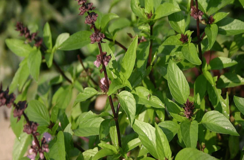 Health special Health special तुलसी के अर्क से डायबटीज तक में होता है लाभ