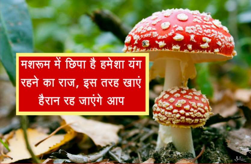 mashroom मशरूम में छिपा है हमेशा यंग रहने का राज, इस तरह खाएं हैरान रह जाएंगे आप