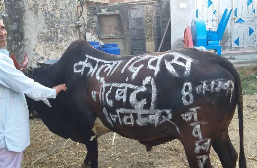 bail par esa kya likhate hain gaanv rah gaya sann बैल पर एेसा क्या लिख दिया की गांव रह गया सन्न