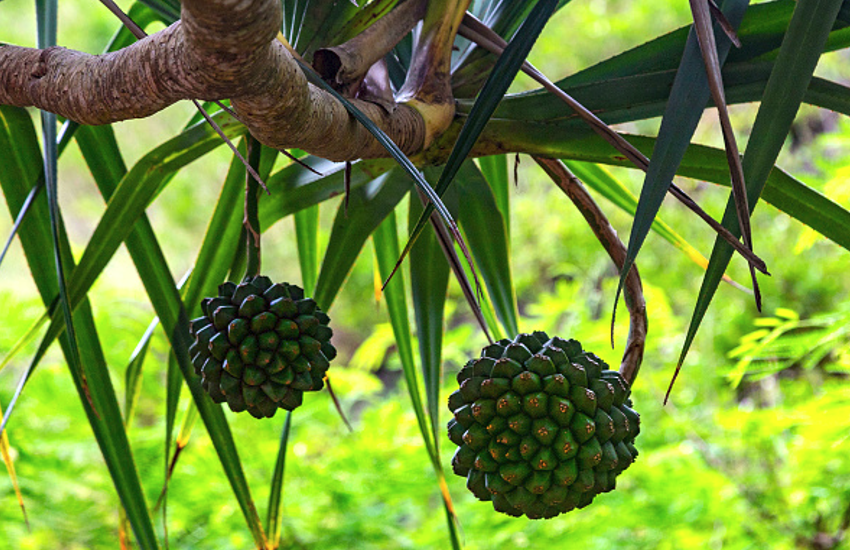 til ka tel,til ke tel ke fayde,til ka tel ka upyog,til ka tel for face,til ka tel balo ke liye,back massage to reduce back pain,sesame seeds benefits for hair,backache home remedies,quick and fast relief from back ache,home remedies for babck pain,how to lower back pain in hindi