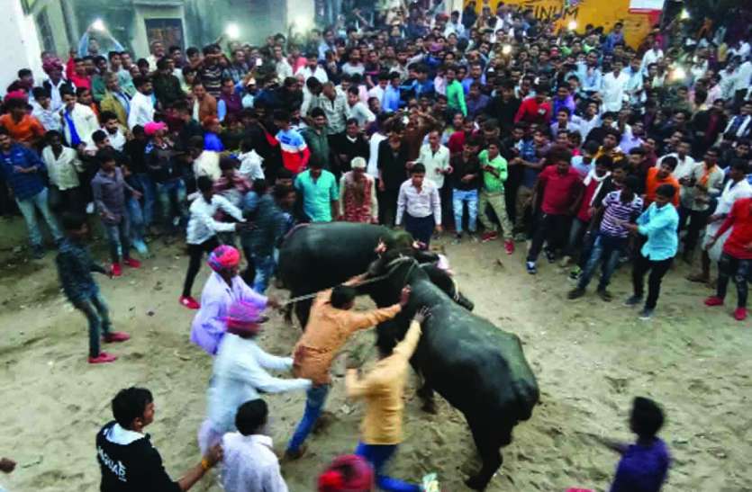 Rajsamand news,Rajsamand Hindi news,Rajsamand local news,rajsamand latest news,rajsamand latest news in hindi, भैंसों को रिझाने उमड़ा सैलाब