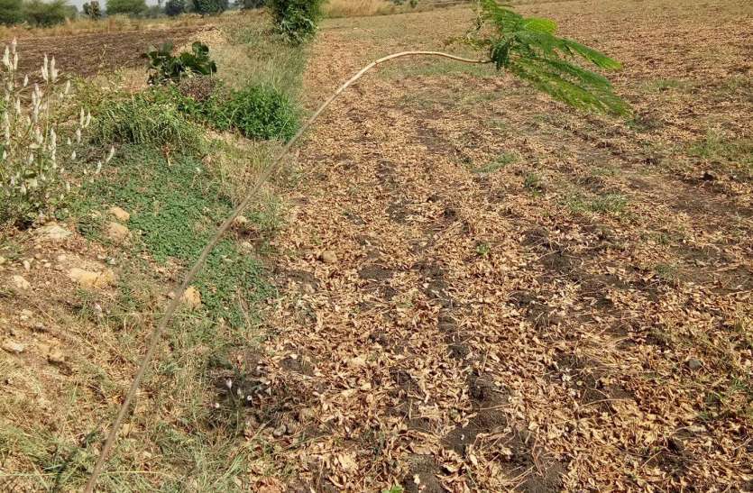 pratapgarh दिखाया रुझाान, खेतों की मेड़ पर लगाए पौधे